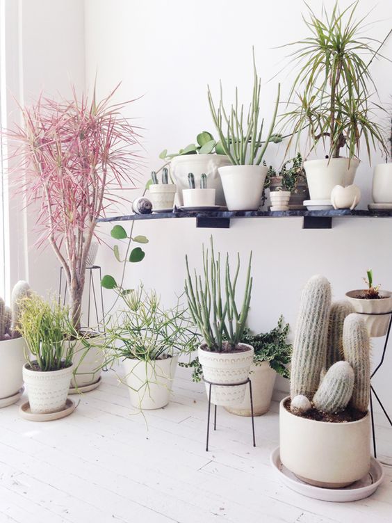 Small Plants Decor Living Room Corner