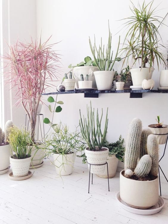 Eight Common Indoor Plant Myths | Pinterest | Living room Plants Determine Your Ambience Decoration Your Living Room 25+ best ideas about Bohemian Living Rooms on Pinterest 7 Different Way to Indoor Plants Decoration Ideas in 25+ best ideas about Living r