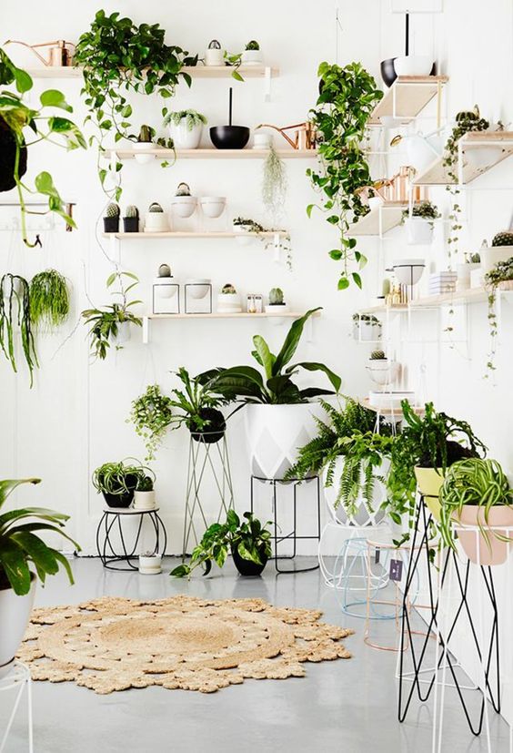 creative ways to display plants indoors