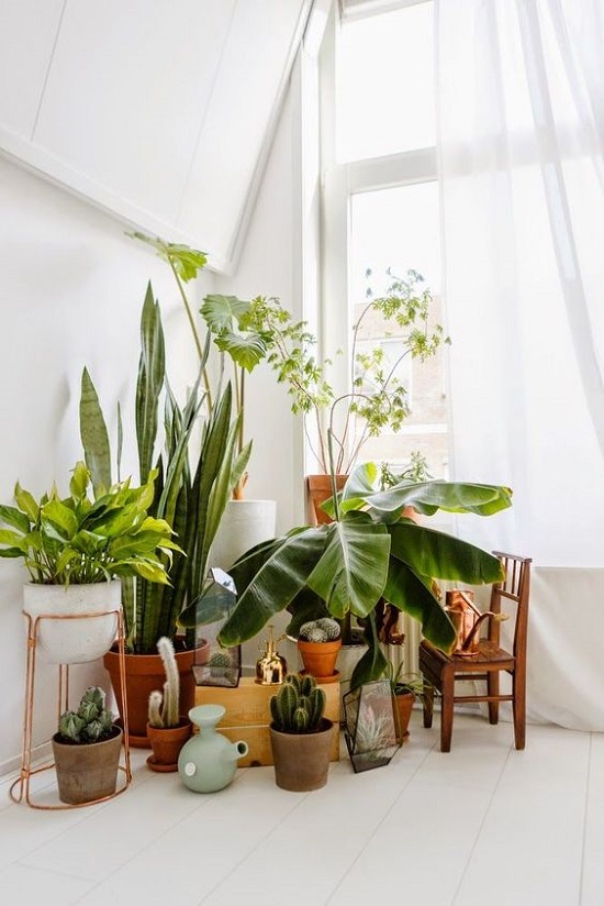 7 Different Way to Indoor Plants Decoration Ideas in ...