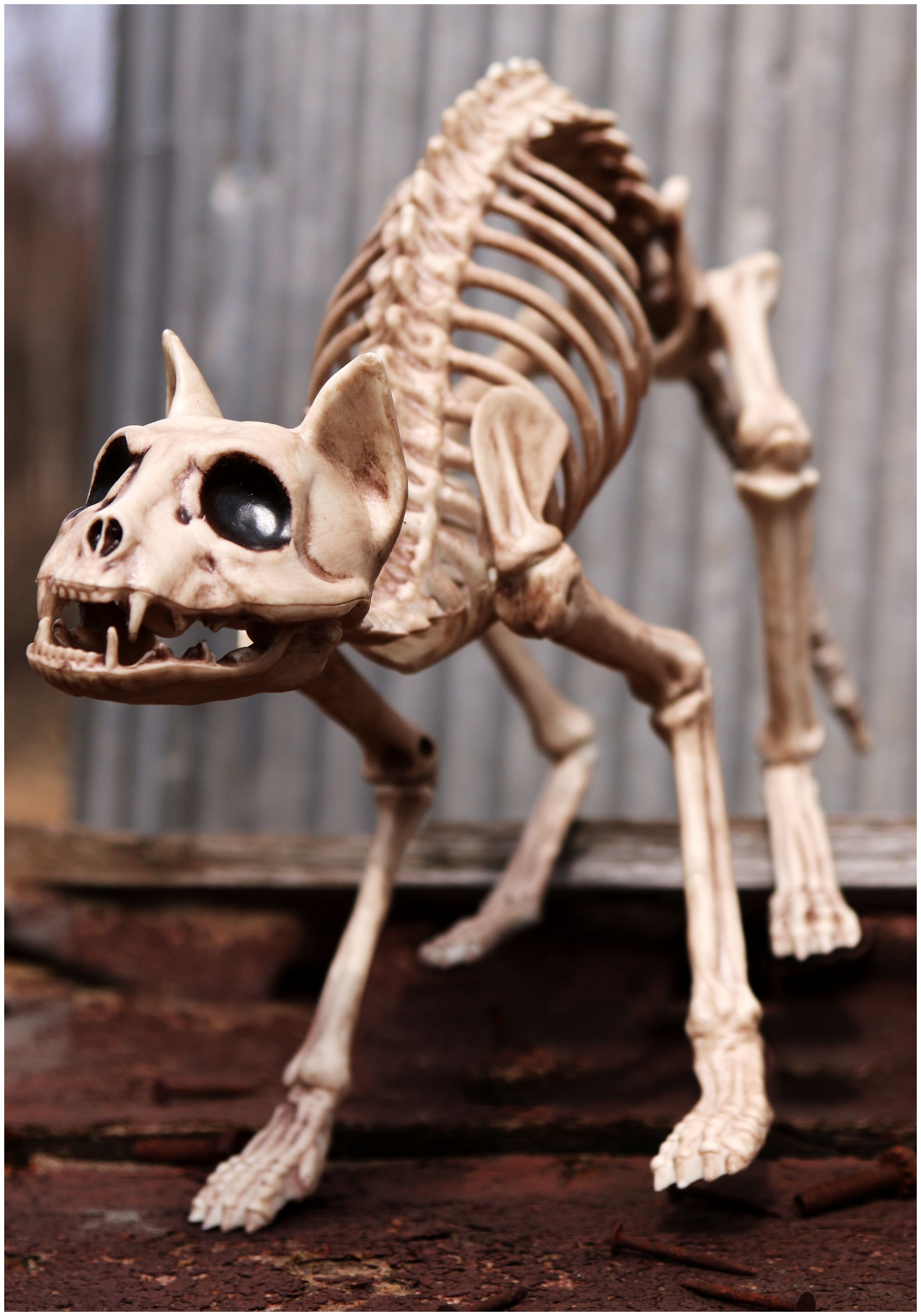 skeleton cat decorations