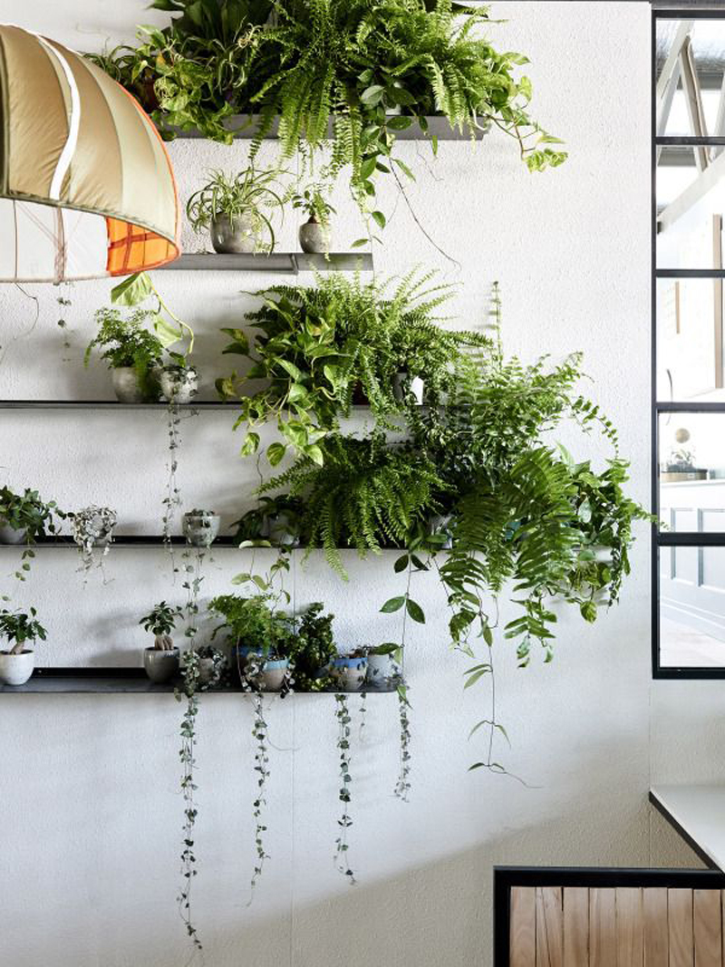 plants interior design