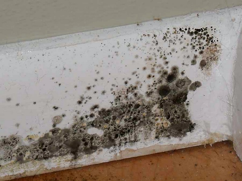 How to identify mold