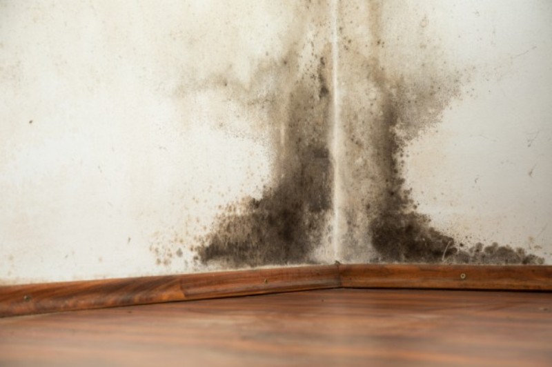 How to prevent mold from growing