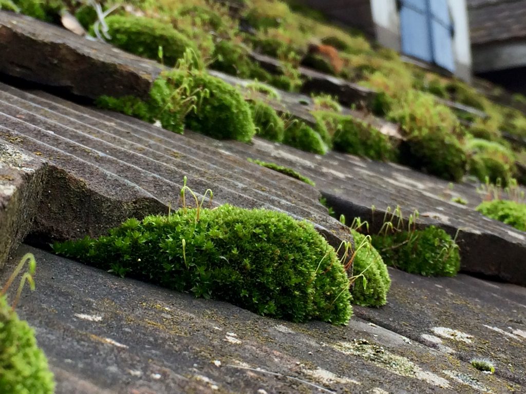 Moss growth on your roof