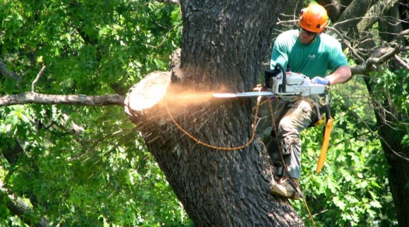 The Right Method Of Cutting Down Trees