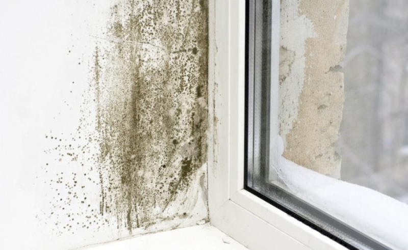 Why mold grow in the cold