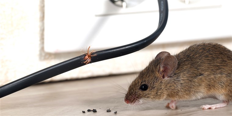 Do Ultrasonic mouse repellents work
