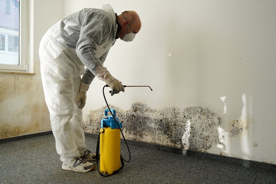 Get Rid of Mold Professionally