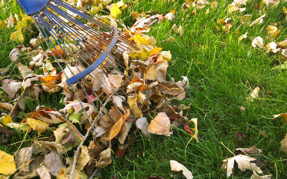 Remove Leaves, Sticks, and Other Debris