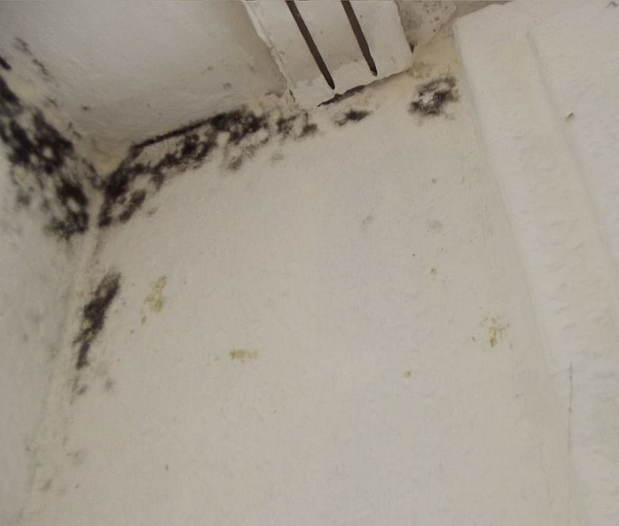 Remove Mold And Mildew