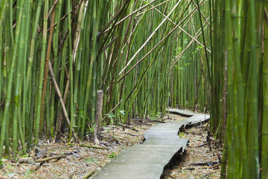 The growth of bamboo plants
