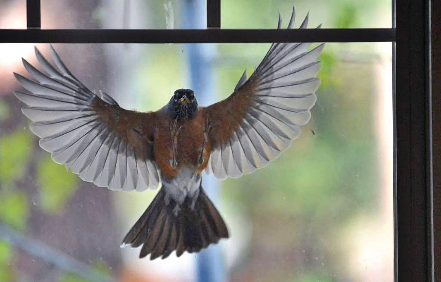 Why Do Birds Fly Into Windows