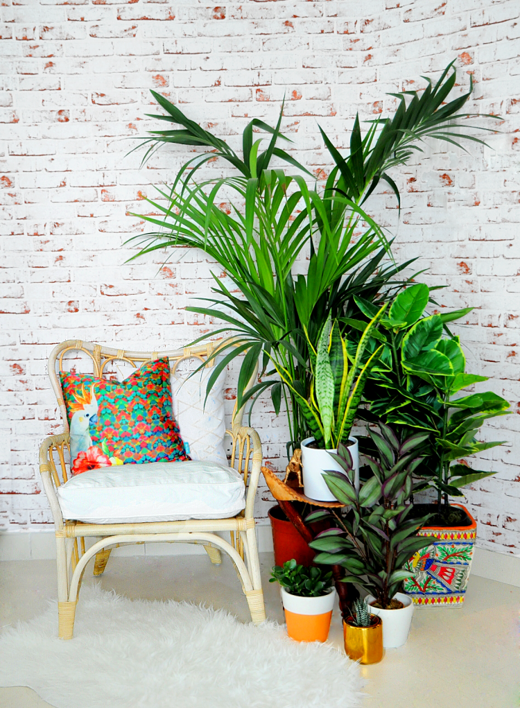 Come up with your own plant corner