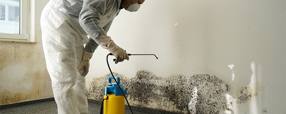 Finding and Removing Mold