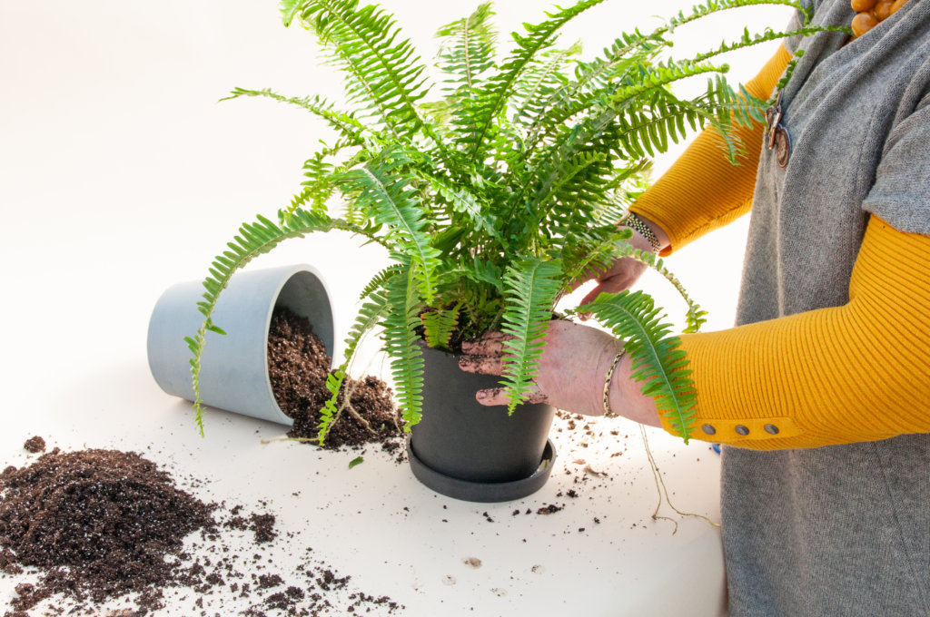 Re-pot your plants with fresh soil