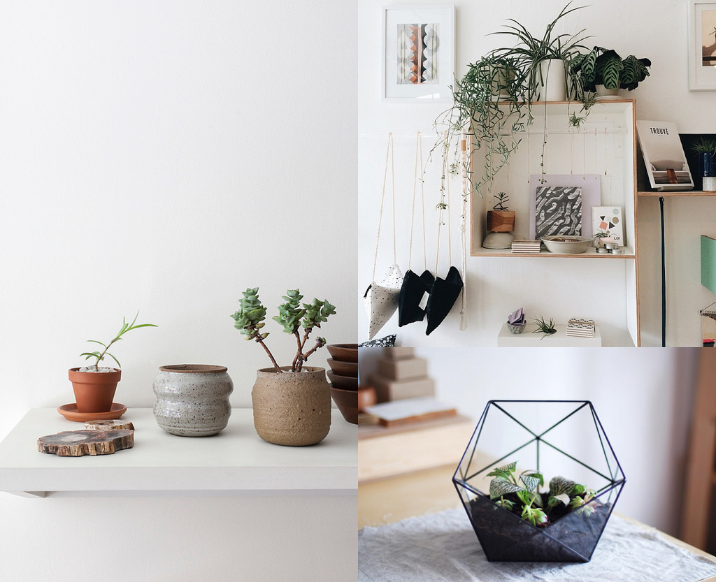 Breathe Life into Your Room with Plants