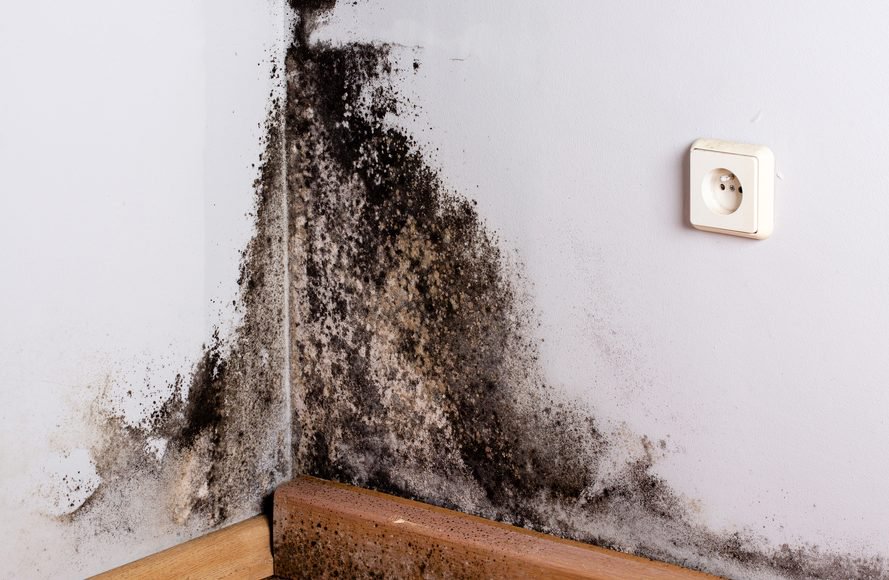 How to get rid of mold