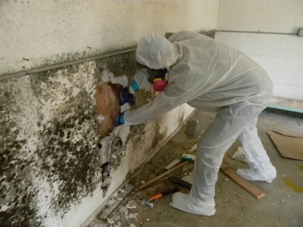 Contact the Mold Inspection Specialist