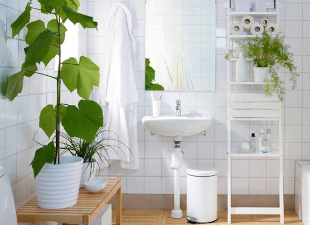 What kind of plants are suitable for the bathroom
