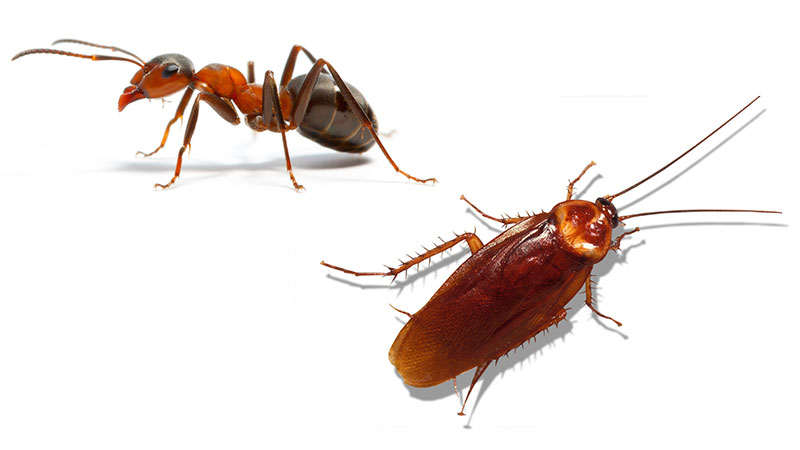 Ants and Roaches