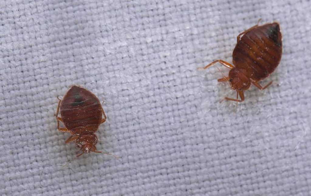 Be aware that bed bugs can hide even in the tiniest space