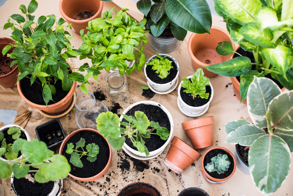 Decide On A Type Of Indoor Garden First