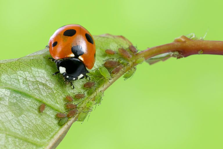 Take Benefits of Pests’ Natural Enemies