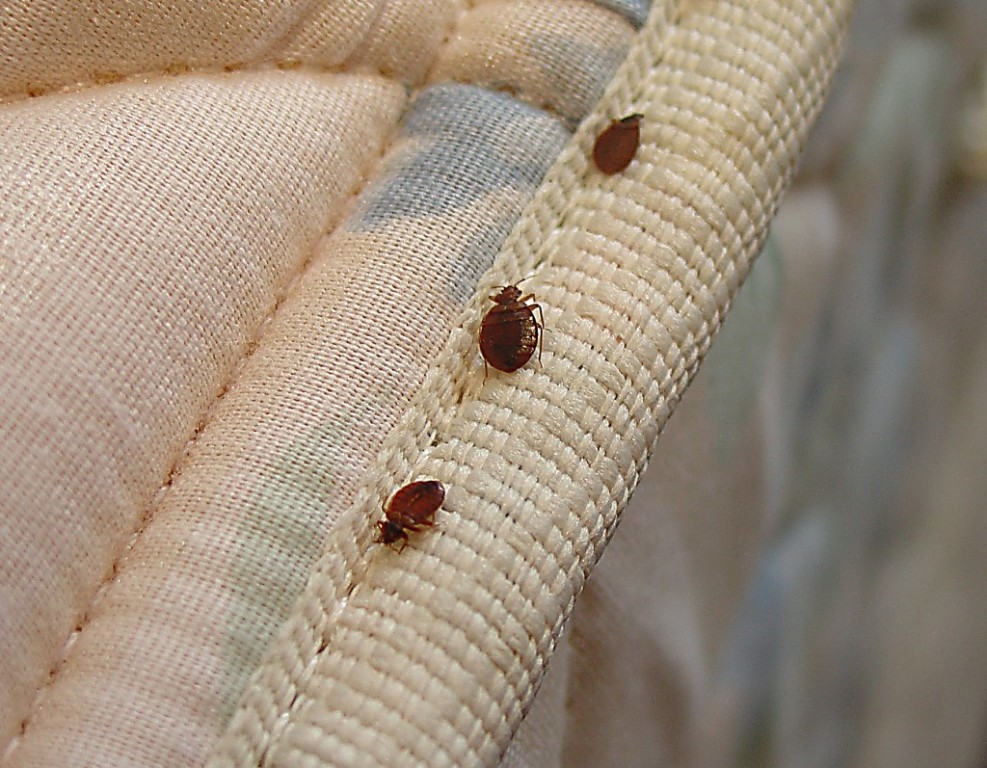 What should I take care of to avoid bed bugs when traveling