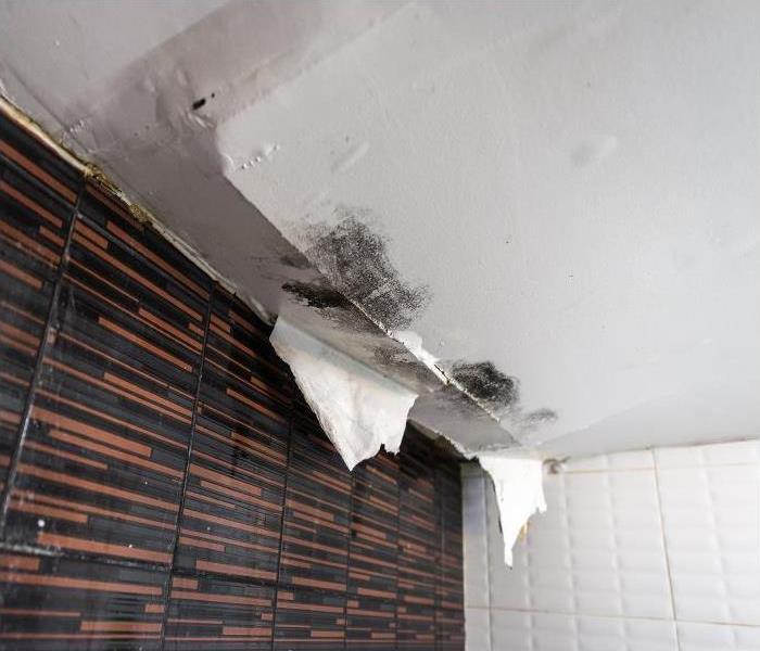 Dealing with Mold and Water Damage