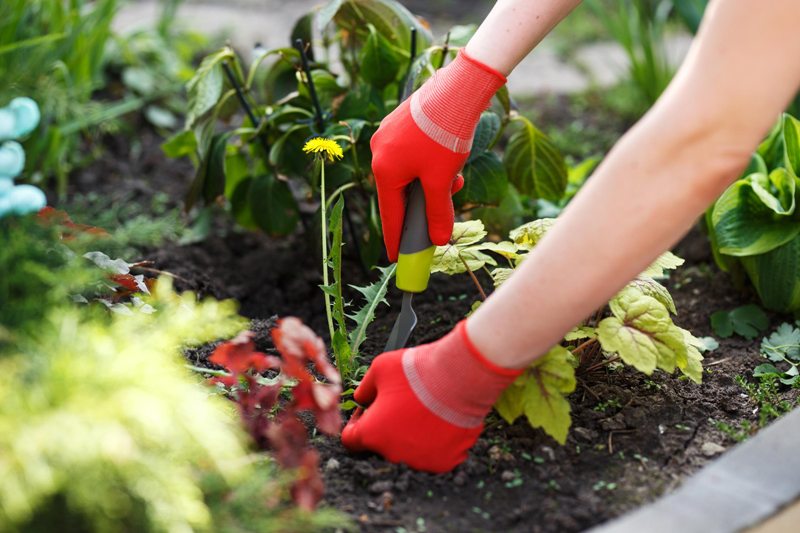 Get Rid Of Your Weeds