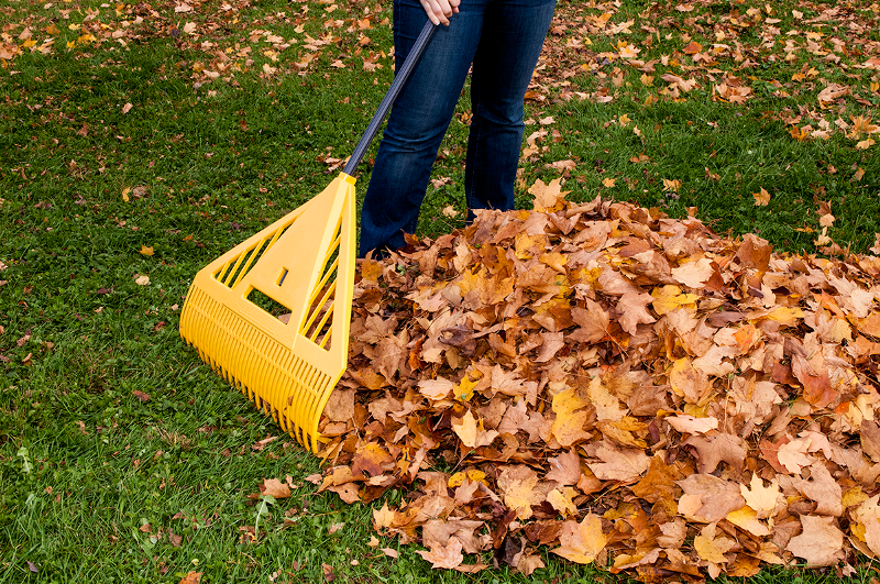Accumulated Leaves Trap Moisture In The Yard