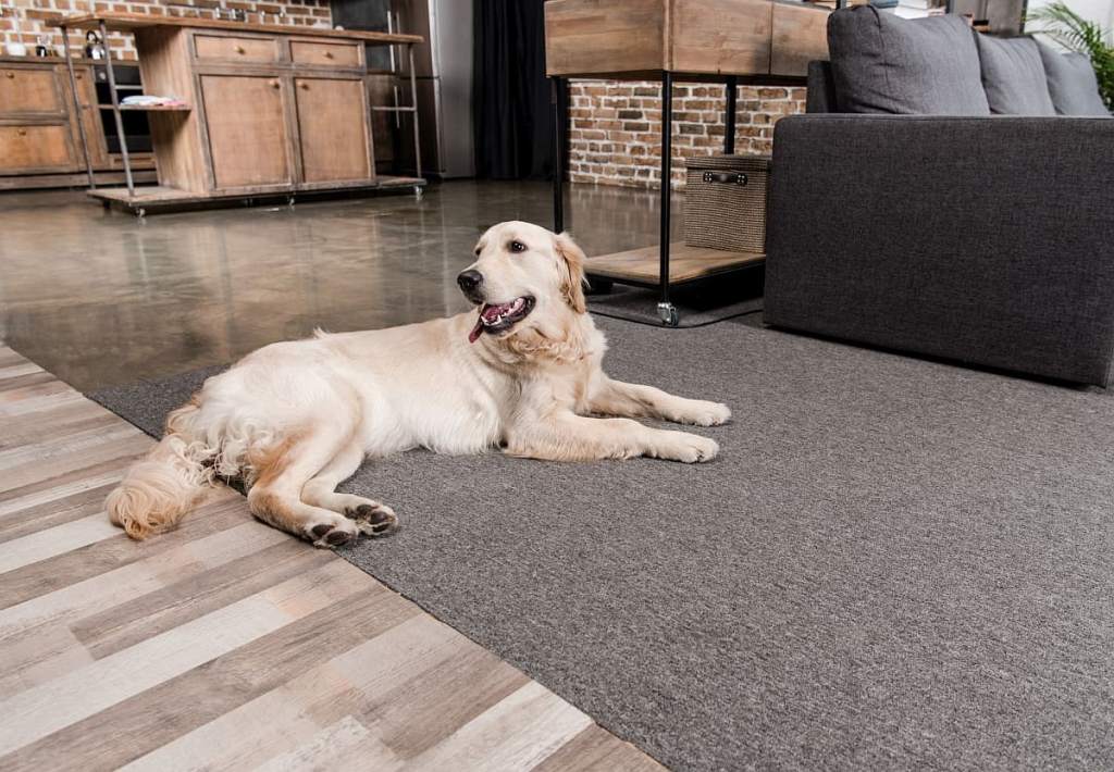 Slip-proof area rugs (or dog-friendly carpets)