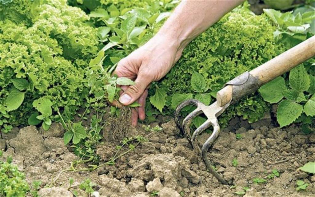 The ideal time for weed control