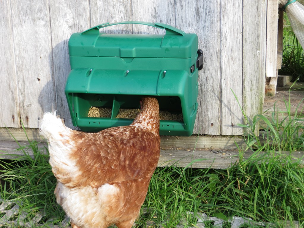 choosing the right chicken feeder
