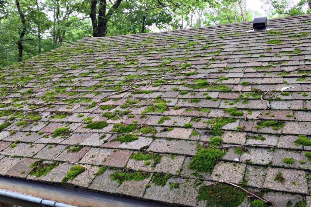 Prevent mold growth from your roof