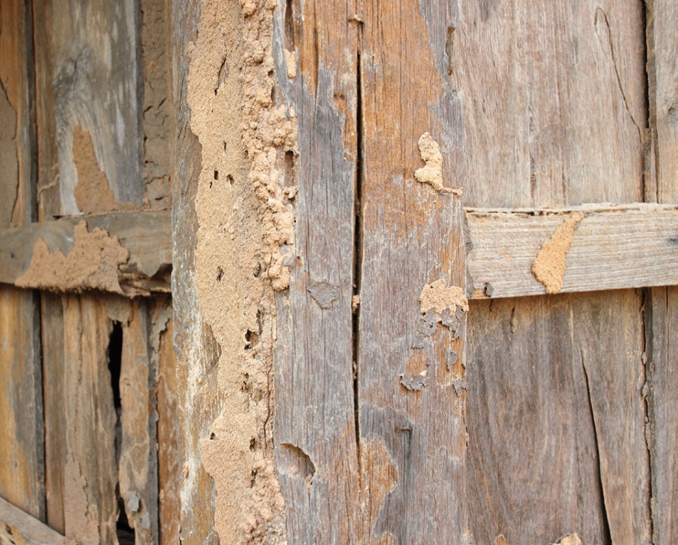 Termites Can Cause A Lot Of Damage To A Home