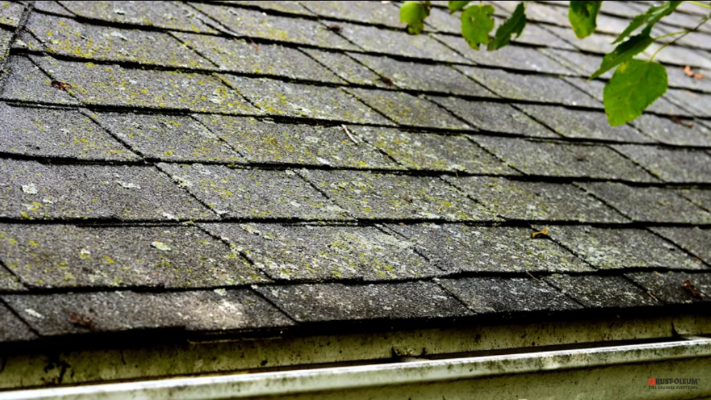 Ways to clean your roof from mold growth