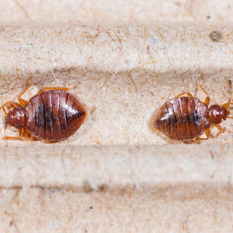 Can Bed Bugs Be Avoided