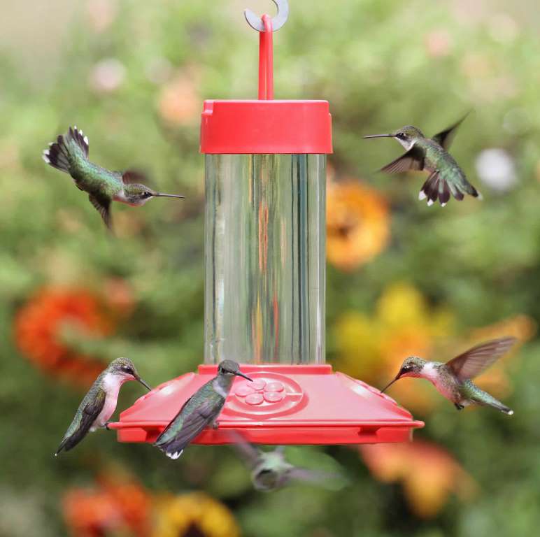 Safe Tips and Tricks to Keep Bees and Other Insects Away from Hummingbird Feeders
