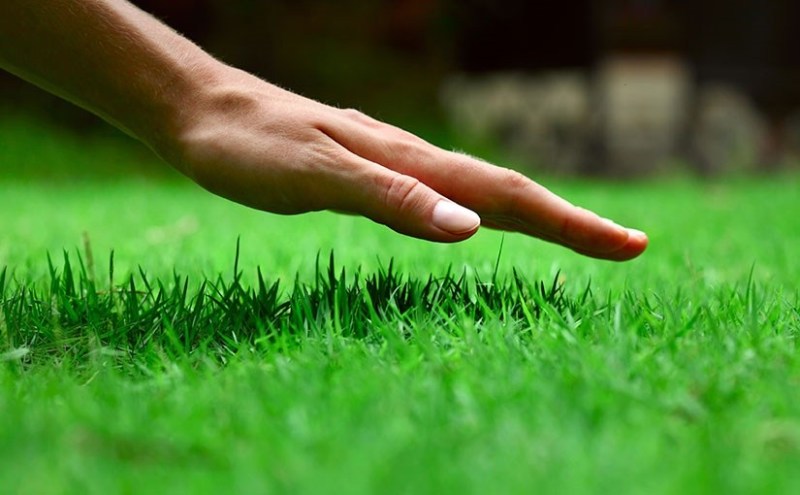 Maintain Your Lawn Regularly