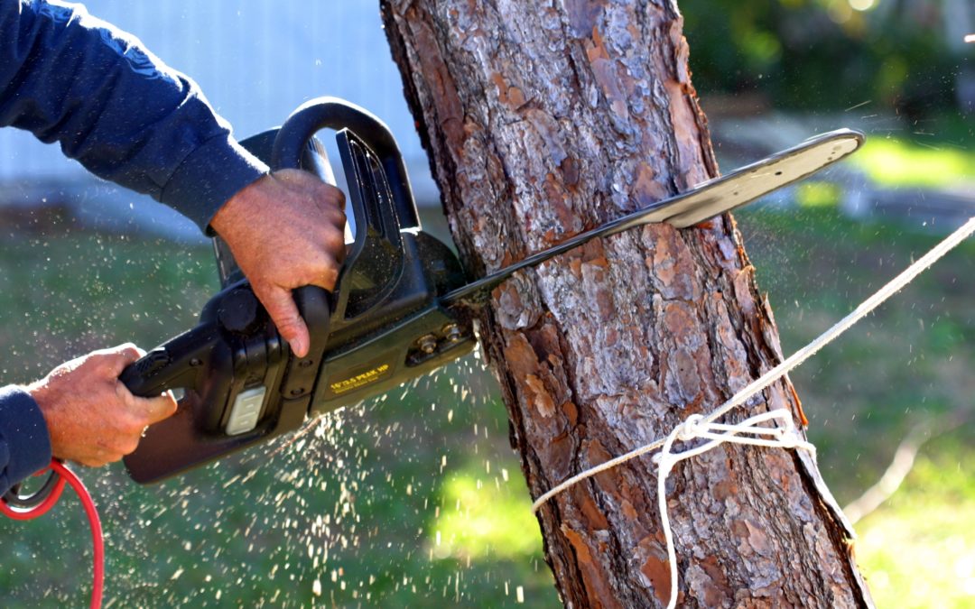 What Is The Ideal Way Of Removing A Tree Safely