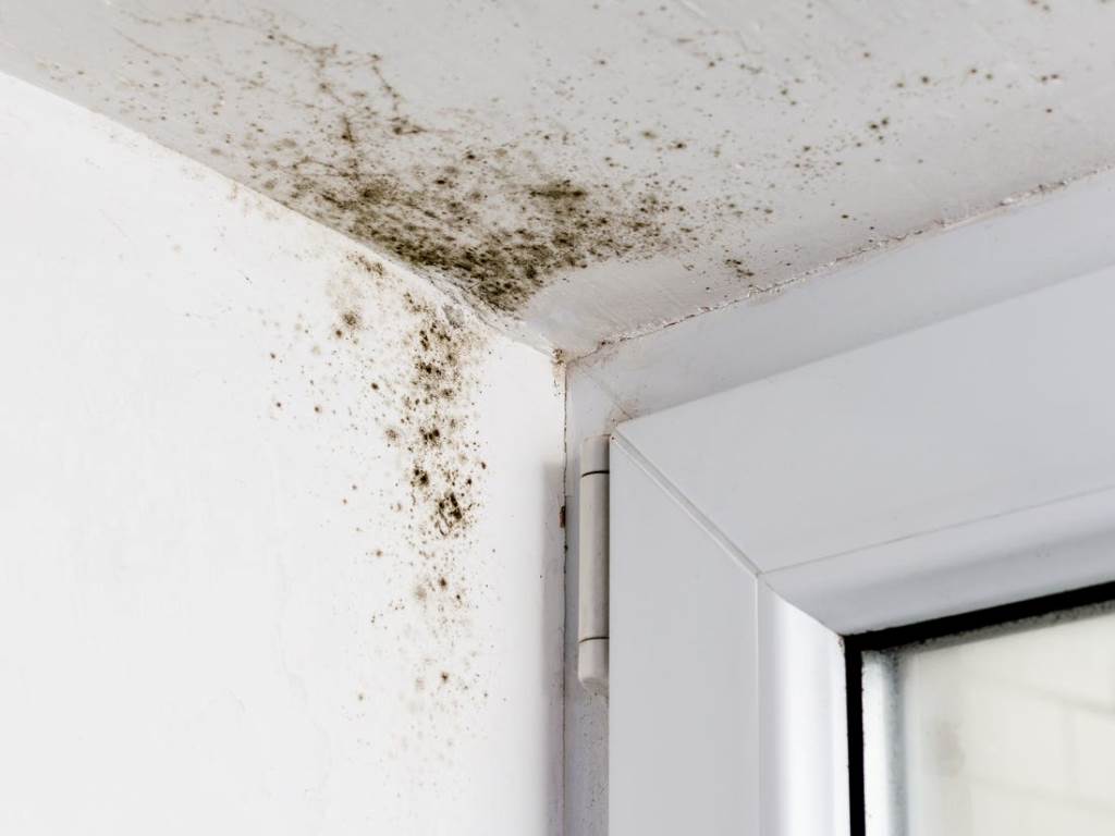 Prevent Conditions That Are Conducive for Mold Growth