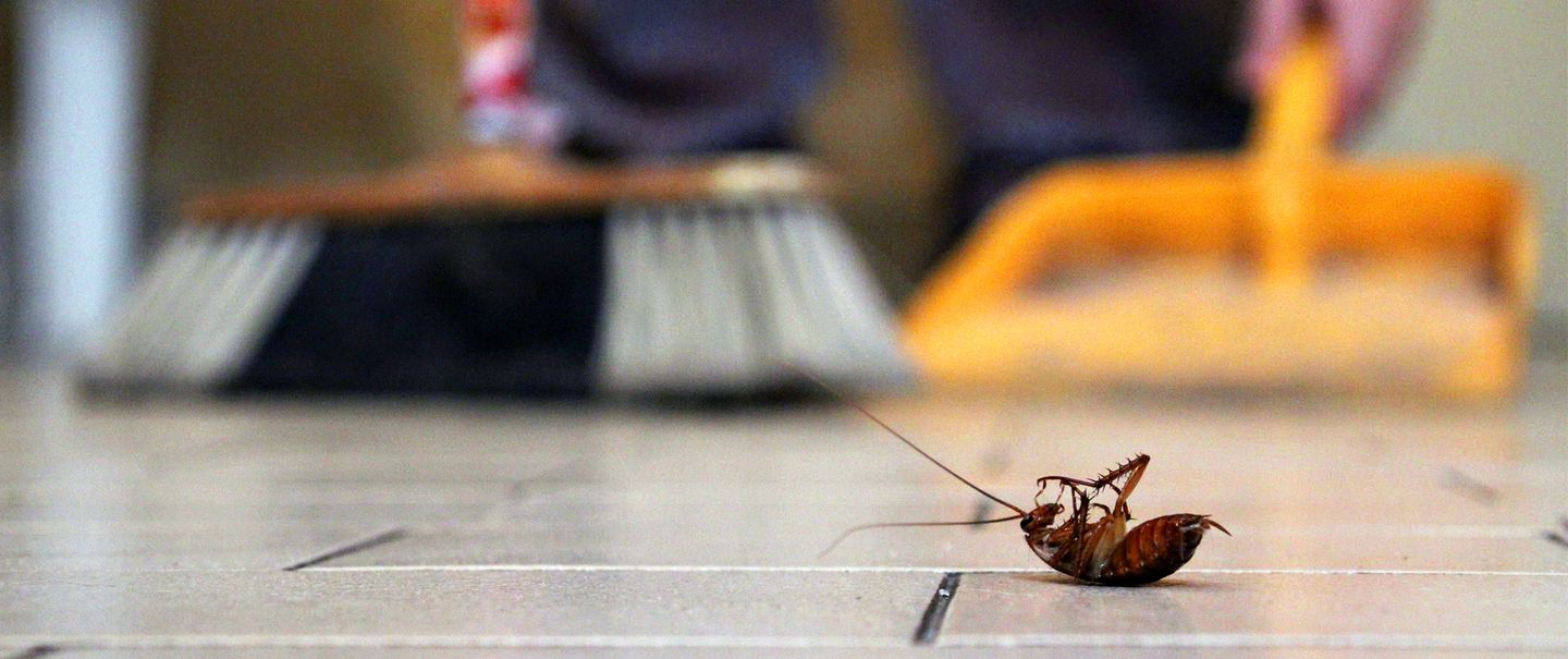 5 Things You Should Do To Avoid Pests From Infesting Your Home » Residence  Style