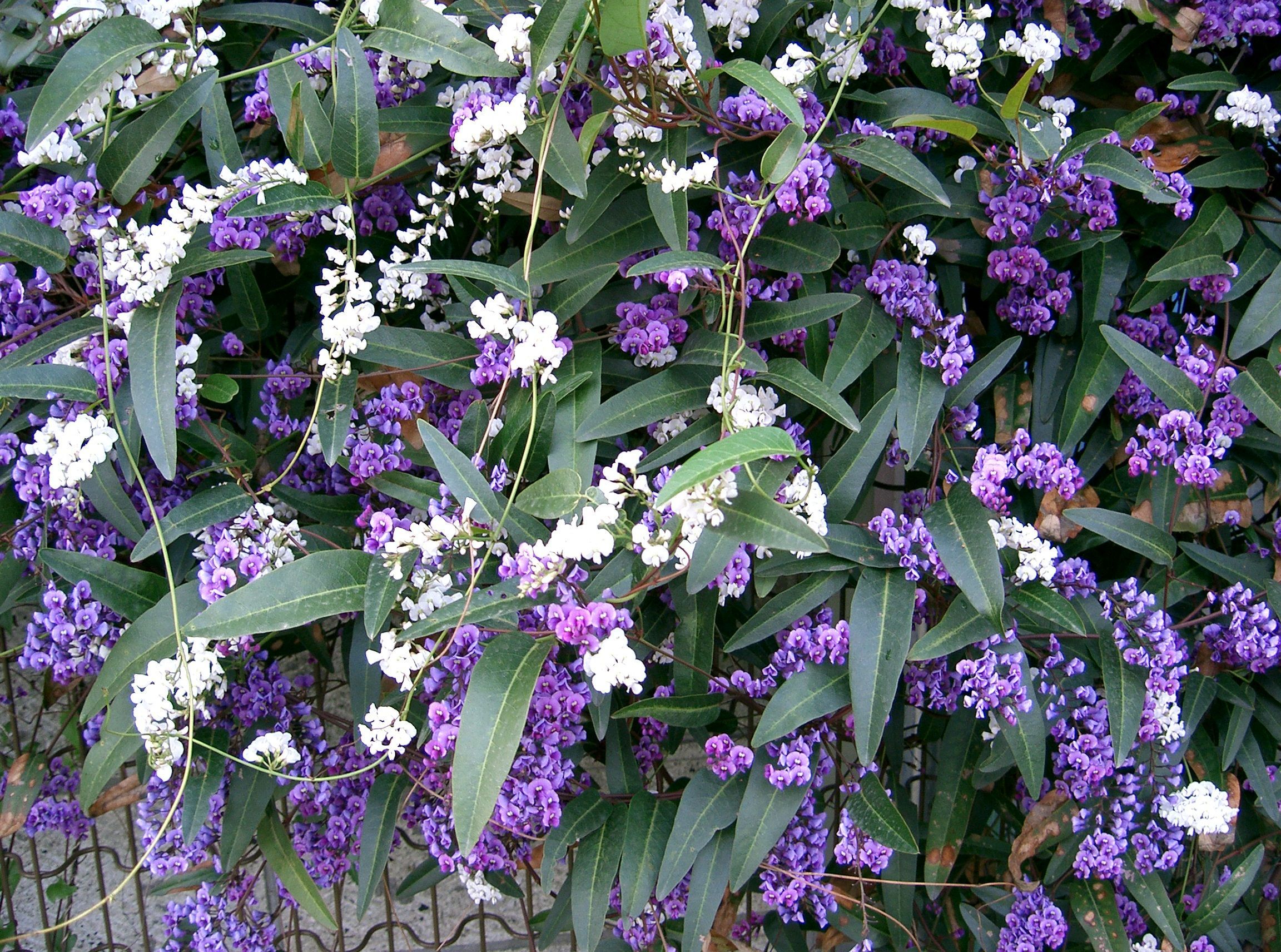 Hardenbergia Is another Excellent Flower Choice for winter