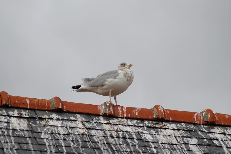 Prevent Birds from Nesting in Your Roof Today