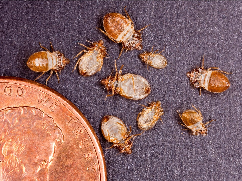 Bed Bugs3