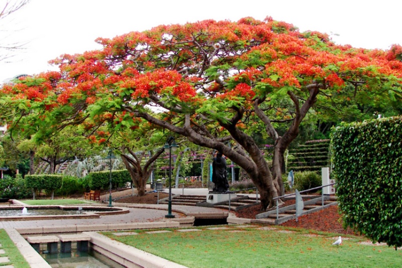 Best trees for Brisbane gardens