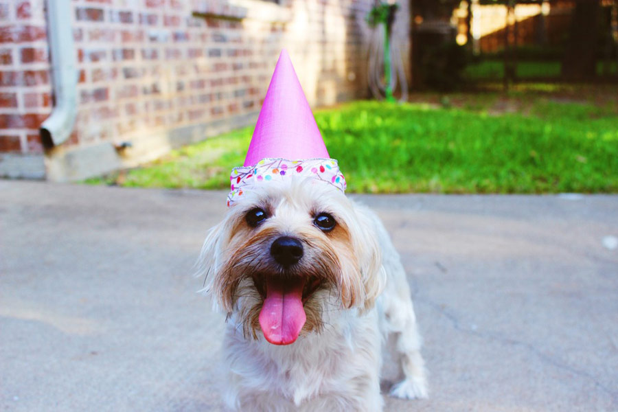 Celebrate Your Pet’s Birthday 1