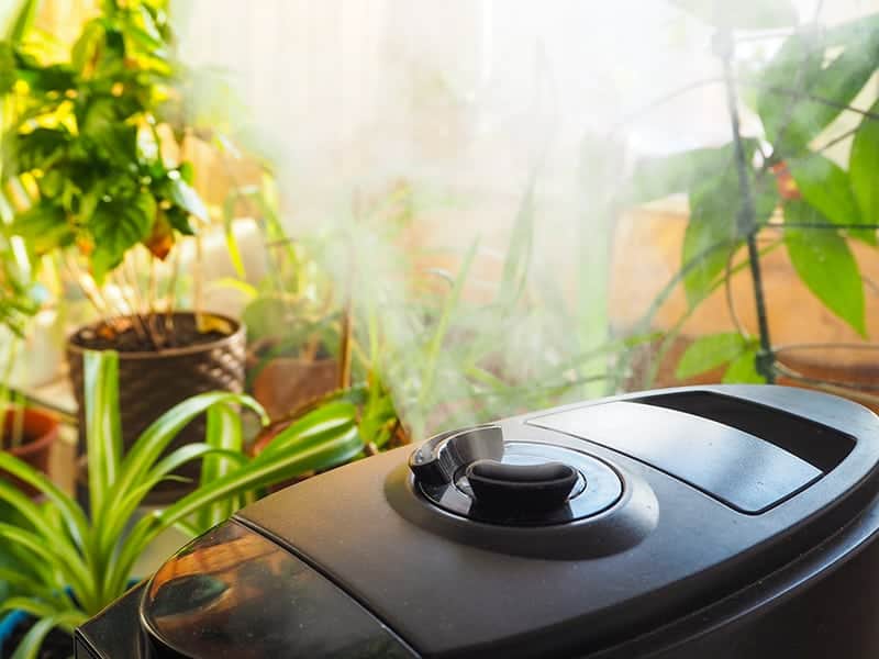 Humidifier For Plants1